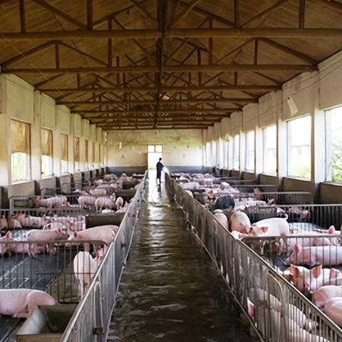 (养猪大王是谁)养猪大王成首富：如何通过养猪事业成就财富王国的霸主地位