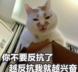 (猫修仙表情包)我家猫开修仙中心人气爆棚，客流络绎不绝！