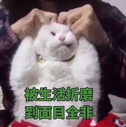 (猫修仙表情包)我家猫开修仙中心人气爆棚,客流络绎不绝! (猫修仙表情包)我家猫开修仙中心人气爆棚,客流络绎不绝!