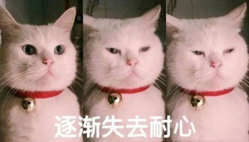 (猫修仙表情包)我家猫开修仙中心人气爆棚,客流络绎不绝! (猫修仙表情包)我家猫开修仙中心人气爆棚,客流络绎不绝!