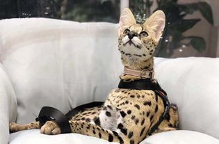 小峰小志的猫咪小院坐落在郑州的什么地方？