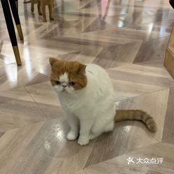 小峰小志的猫咪小院坐落在郑州的什么地方？