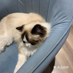 小峰小志的猫咪小院坐落在郑州的什么地方？