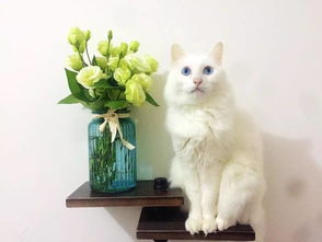 探寻猫宅生活之美:轻松愉悦的猫宅日记,记录猫咪的点滴生活点滴 探寻猫宅生活之美:轻松愉悦的猫宅日记,记录猫咪的点滴生活点滴