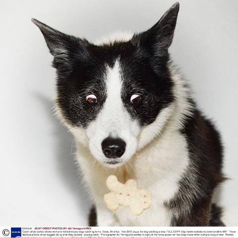 (宠物饼干制作方法)用宠物魔法饼干为你的小猫小狗带来无尽的乐趣与惊喜 (宠物饼干制作方法)用宠物魔法饼干为你的小猫小狗带来无尽的乐趣与惊喜