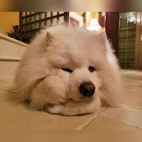 柴犬侠客表情包：萌犬化身武侠英雄，带你领略不一样的表情魅力