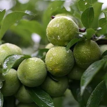 (搜狗浏览器收藏夹怎么导出)如何将搜狗浏览器中的收藏夹导出并保存到本地,详细步骤一览 (搜狗浏览器收藏夹怎么导出)如何将搜狗浏览器中的收藏夹导出并保存到本地,详细步骤一览