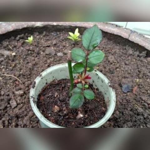 (如果可以早一点回家就好了)如果可以早一点回家，生活会更加轻松和美好。