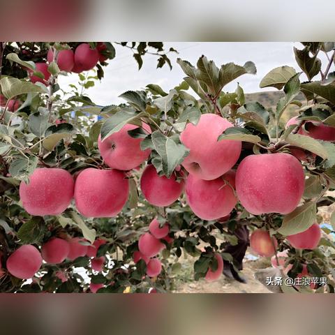 “果园行动：探索现代农业与生态环保相结合的可持续发展之路”