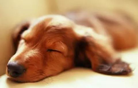 河北萌宠生物科技有限公司：宠物医疗保健和定制化服务的专业公司