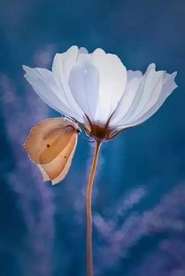 探寻自我与情感：以花争艳与山含情为视角阐述《花亦山心之月是乙女吗》中的乙女象征意识研究