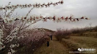 武义九州折相思：一场凄美动人的乡村故事，唤起心底深藏的乡愁情愫。