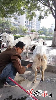 (奶羊吧论坛)奶羊模组值得开吗？探寻优势和劣势，为你做全面解析