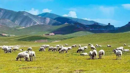 (奶羊吧论坛)奶羊模组值得开吗？探寻优势和劣势，为你做全面解析