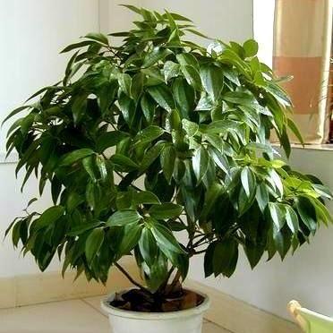 净化空气的室内盆栽植物有哪些？最适合放在家中的5种空气净化植物