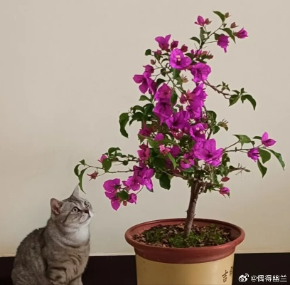 (花与猫咪)携手芬芳，共舞相思：花与猫与香水折相思版