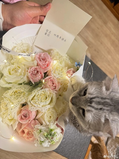 (花与猫咪)携手芬芳，共舞相思：花与猫与香水折相思版