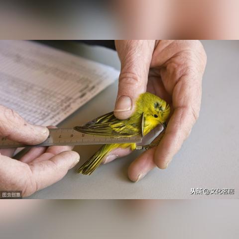 (怎样把中国象棋下载到桌面上)如何将中国象棋免费安装到桌面并畅享精彩对局的详细指南